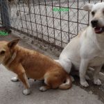 Psy na adopciu - Utulok Nove Zamky