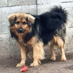 Psy na adopciu - Utulok Nove Zamky